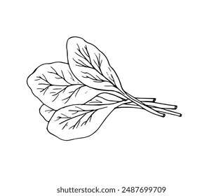 
Fresh spinach leaves. Ingredient for salad. Hand-drawn  illustration isolated on white background.