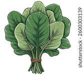 Fresh spinach leaves isolated vector illustration on white background