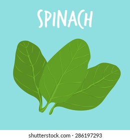 fresh spinach on blue balckground vector illustration