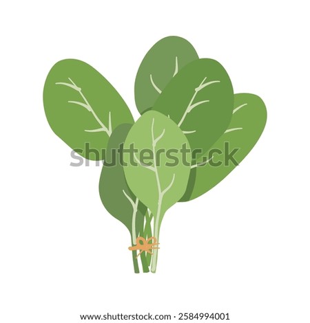 Fresh spinach vector on white background, green leafy plant salad ingredient. Raw spinach.