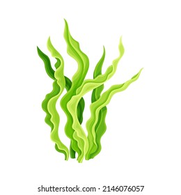 Fresh spirulina plant dietary supplement. Natural eco antioxidant superfood vector illustration