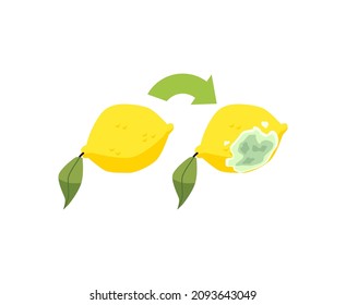 Fresh and spoiled lemon fruits with rotten sides, flat cartoon vector illustration isolated on white background. Product shelf life and danger of using stale food.