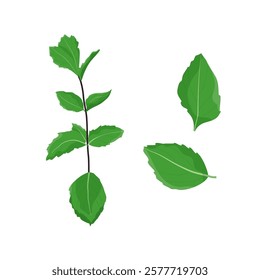 Fresh sprig of grass. Mint. A sprig of mint and leaves. Flat illustration. Vector