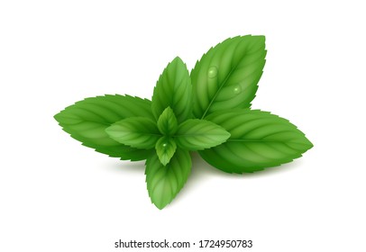 Fresh sprig of peppermint with leaves and drops of water. Isolated on white background. Realistic vector illustration.