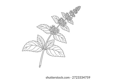 A primavera fresca de hortelã-pimenta com flores pequenas e folhas texturizadas é ilustrada em um desenho delicado e detalhado da linha botânica.