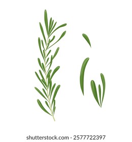 A fresh sprig of rosemary. Seasoning. A sprig of rosemary and its leaves. Flat illustration. Vector