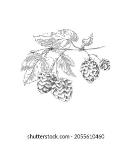 Plantas de lúpulo frescas con conos y hojas, ilustraciones monocromáticas de vectores dibujadas a mano aisladas en fondo blanco. Emblema de la planta Hop para cerveza y cosméticos.