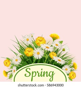 Fresh spring background bouquet of daisies and dandelions, grass, greeting, isolated, Cartoon style, vector illustration