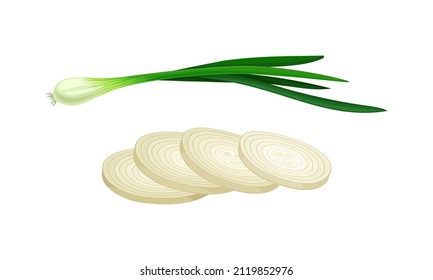 Fresh spring green onion and sliced bulb set vector illustration