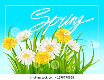 Fresh spring juicy chamomile and dandelions flowers and green grass. Spring handwriting Lettering. Vector, template, illustration, isolated