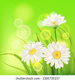 Fresh spring juicy chamomile flowers and green grass, vector, template, illustration, isolated