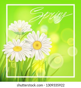 Fresh spring juicy chamomile flowers and green grass. Spring handwriting Lettering. Vector, template, illustration, isolated