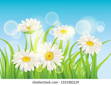 Fresh spring juicy chamomile flowers and green grass, vector, template, illustration, isolated