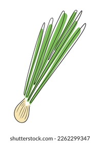 Fresh spring onion with black line isolated on white background. Hand drawn vector doodle flat cartoon illustration in childish style. Fresh vegetable, vitamin, healthy nutrition, salad