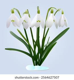 Fresh Spring Snowdrops on Light Blue