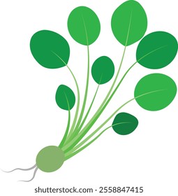 Fresh sprout vegetables vector stock illustration. Micro village of young plants, Sprout seed and green grass Isolated on a white background.