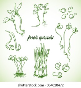 Fresh sprouts plants set. Isolated elements. Vector hand drawn illustration