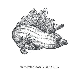 Fresh squash plant vegetables engraving sketch. Zucchini vegetable marrows whole with leave and flower isolated on white, raw squashes vintage etching drawing