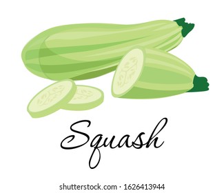 Fresh squash vegetable icon vector illustration. Marrow squash. Courgette plant. Healthy food rich in vitamin K and lutein. Vegetarian diet. Isolated on white background