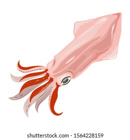 Fresh squid, calamari. Seafood. Sea, ocean wildlife. Marine animal, creature, beast, monster. Vector cartoon illustration for fish market label, food packing, underwater fauna themes design recipes