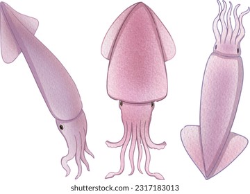 Fresh squid illustration set. Seafood set concept.