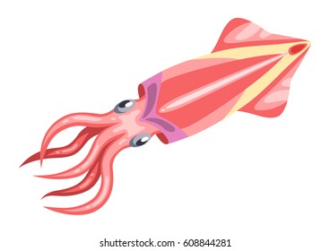 Fresh squid. Isolated illustration of seafood on white background.