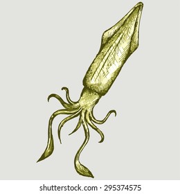 Fresh squid. Vector Image