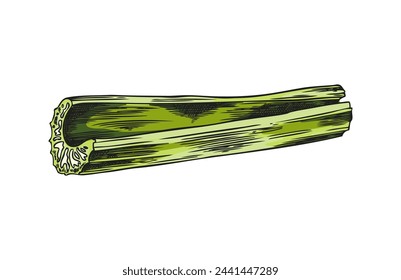 Tallo fresco de apio verde, un boceto vectorial de la pieza del tallo. Alimento ecológico de dieta natural, planta de ensalada de agricultura saludable. Ilustración dibujada a mano de la verdura de granja madura aislada en blanco