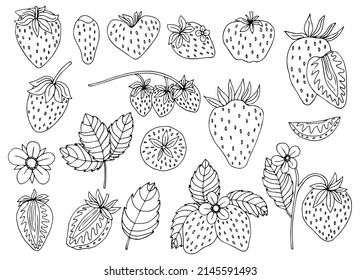 fresh strawberries berries and leaves doodle style. illustration black on white background. set whole berries and pieces.