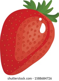 Fresh strawberry on white background - vector
