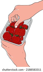 Fresh strawberry sketch from Sembalun Village, Lombok Island, Indonesia