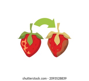 Fresh strawberry turns into dirty rotten strawberry vector illustration. Food waste cartoon concept. If you don't eat berries and fruits they decay and become old, spoiled and dirty.