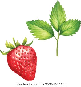 Fresa fresa acuarela fruta pintada a mano. Verano de fruta roja vegetal aislado en el fondo blanco. Ilustración vectorial de frutos rojos