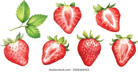 Fresa fresa acuarela fruta pintada a mano. Verano de fruta roja vegetal aislado en el fondo blanco. Ilustración vectorial de frutos rojos