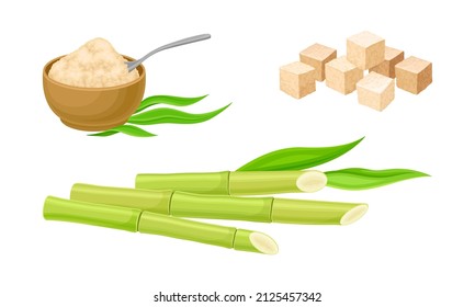 Fresh sugarcane stalks and cane sugar natural organic food set vector illustration