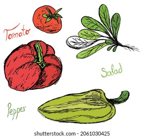 Fresh summer vegetable illustration hand drawn pepper, salad, tomato