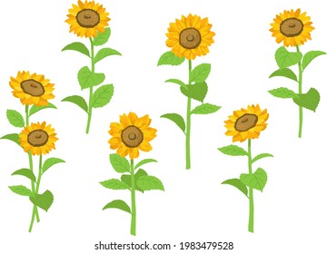 Fresh Sunflower  vector illustration set
