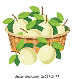 Fresh, sun-kissed guavas gathered in a charming wicker basket