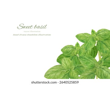 Fresh sweet basil cartoon drawn by watercolor