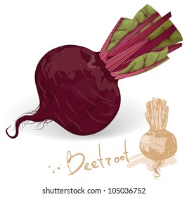 Fresh and sweet beetroot. Vector.