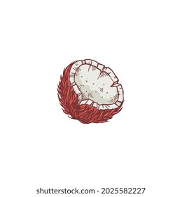 Fresh sweet coconut. Half a tropical fruit, natural vegan or vegetarian food. Coconut for indian national harvest festival pongal. Vector sketch isolated illustration.