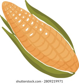 Fresh Sweet Corn on the Cob Hand Drawn Harvest Vegetable Clipart Isolated on White Background for Farm Fresh Produce and Early Autumn Agriculture Theme