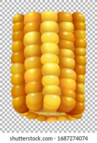 Fresh sweet corn on transparent background illustration