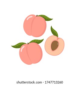 Fresh sweet peach fruit isolated vector. Organic healthy food.