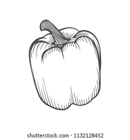 Fresh sweet pepper in black isolated over white. Vegetable design element for farm market, vegetarian food recipe. Vector illustration in engraving outline style.