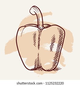 Fresh sweet pepper isolated. Vegetable design element for farm market, vegetarian food recipe. Vector illustration in vintage engraving outline style with artistic brush stroke.