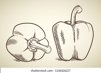 Fresh sweet pepper isolated. Vegetable design element for farm market, vegetarian food recipe. Vector illustration in vintage engraving outline style.