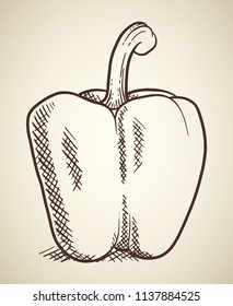 Fresh sweet pepper isolated. Vegetable design element for farm market, vegetarian food recipe. Vector illustration in vintage engraving outline style.