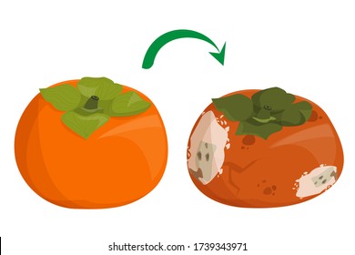 Fresh sweet persimmon becomes rotten and bad vector isolated. Poisonous fruit, food waste, damaged meal. Juicy orange ingredient. Vegetarian meal.