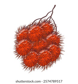 Fresh and sweet rambutan fruit vector with spiky skin and juicy flesh, perfect for tropical or food-themed designs